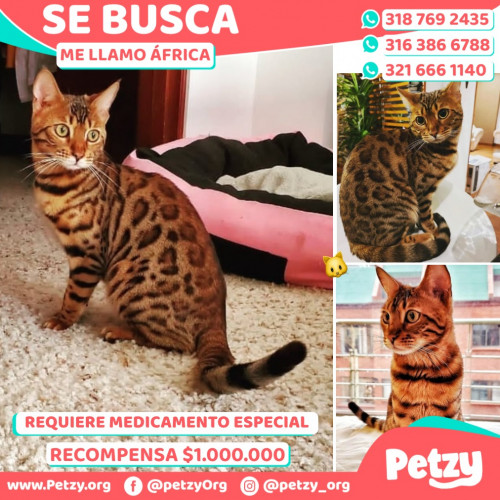 Foto de mascota África