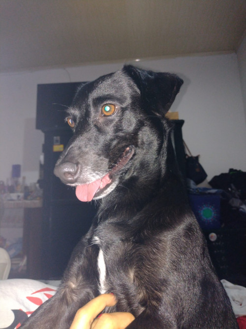 Negra