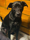 Foto de Sowy en Soacha Cundinamarca #9