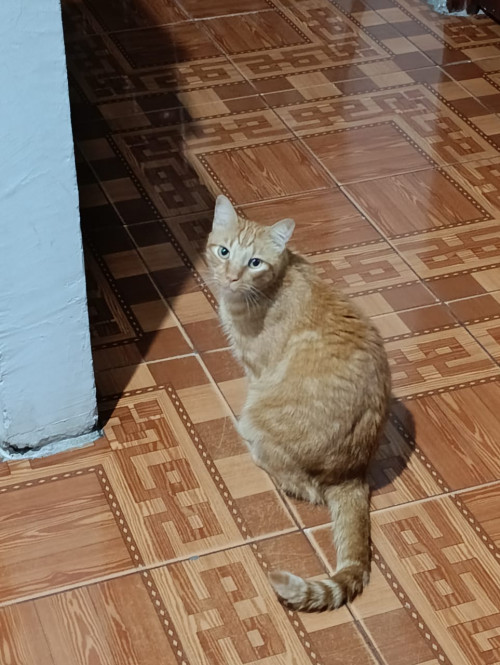 Chispitas