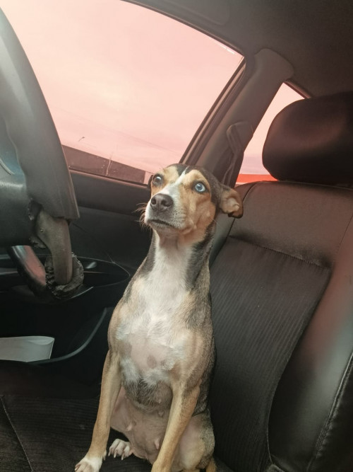 Milu