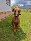 Foto de Kenya en Villa de Leyva Boyacá #2