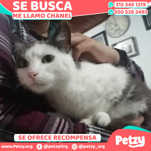 Foto de mascota Chanel