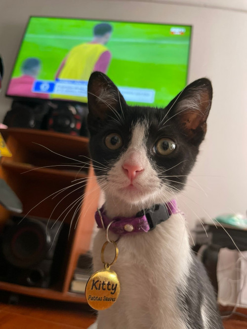 Kitty