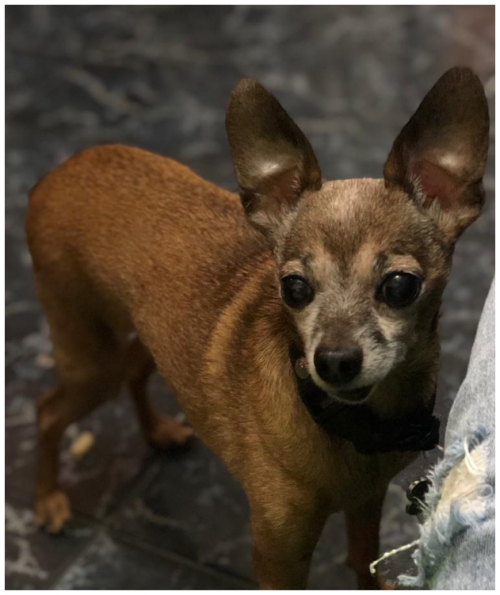 Pepito