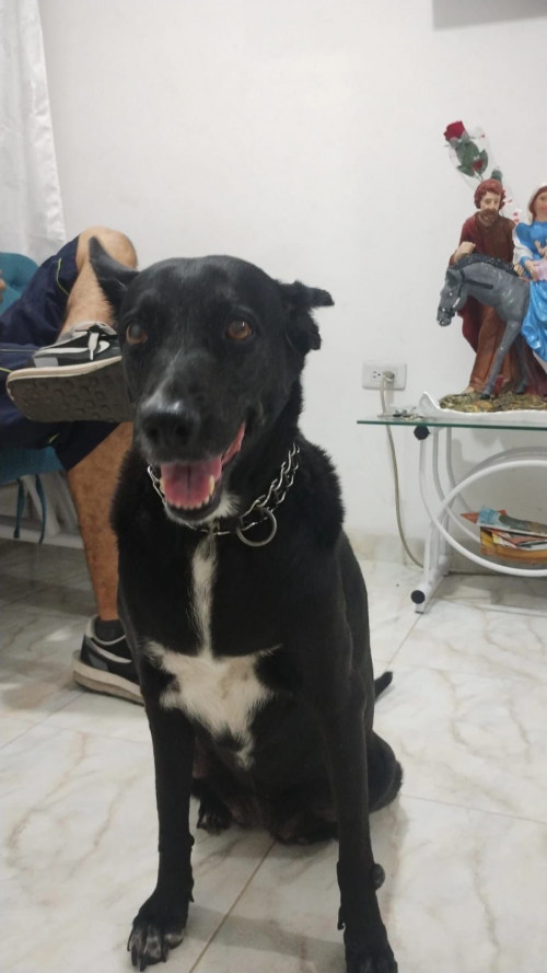 Lulú