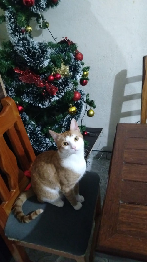 Jerry