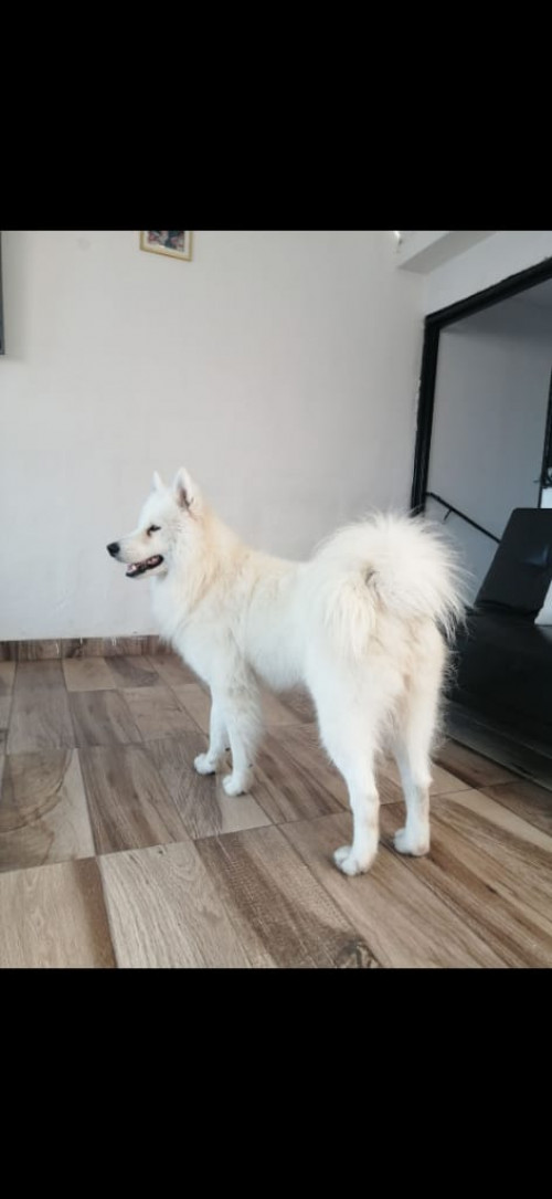 Benji