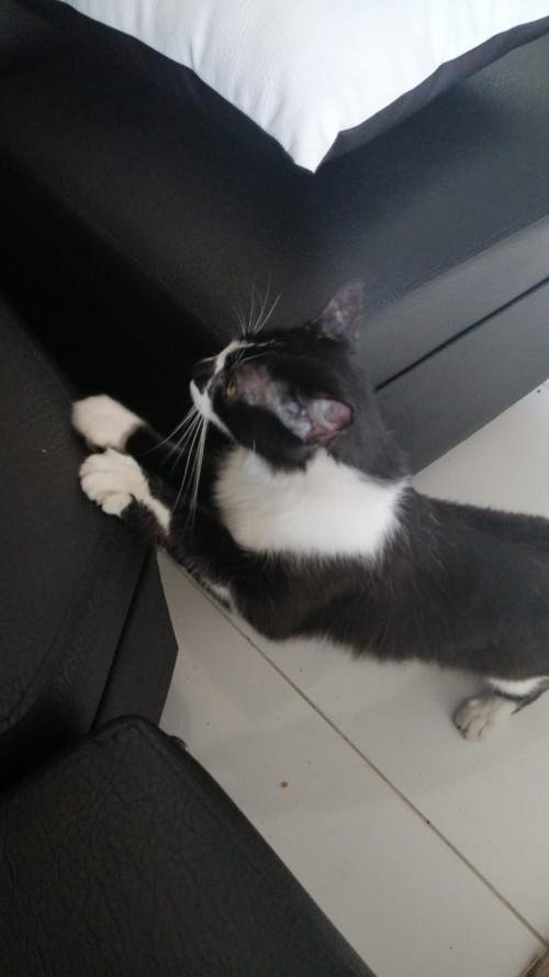 Milo
