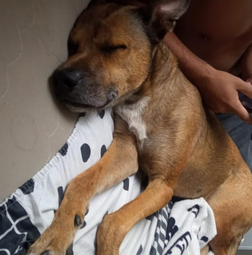 Hachi