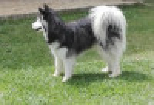Aisha