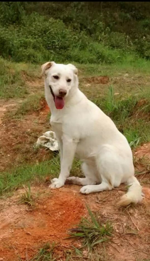 Estrellita