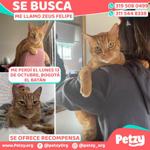 Foto de mascota Zeus Felipe