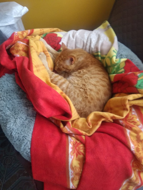 Nacho