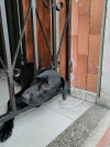 Foto de Negro en Bucaramanga Santander #0