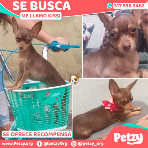 Foto de mascota Kissi