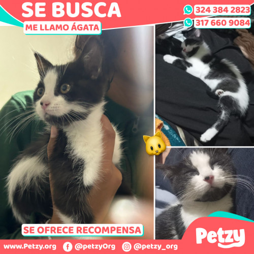 Foto de mascota Ágata