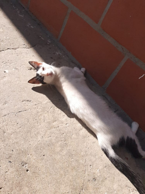 Coco