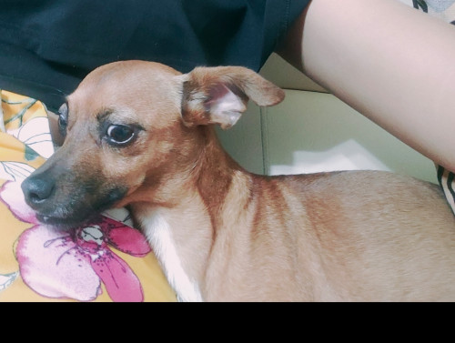 Chispa