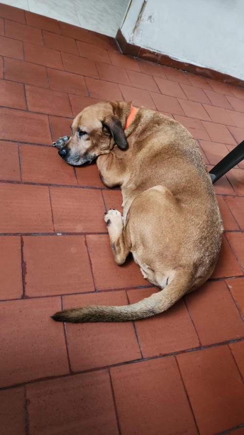 Paco