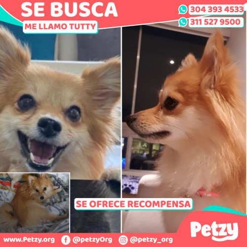 Foto de mascota Tutty