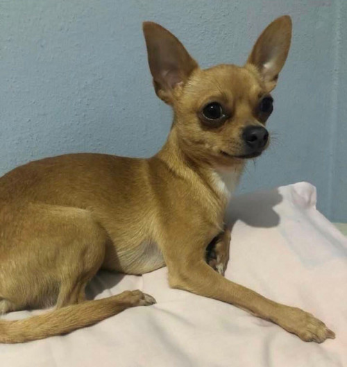 Benito