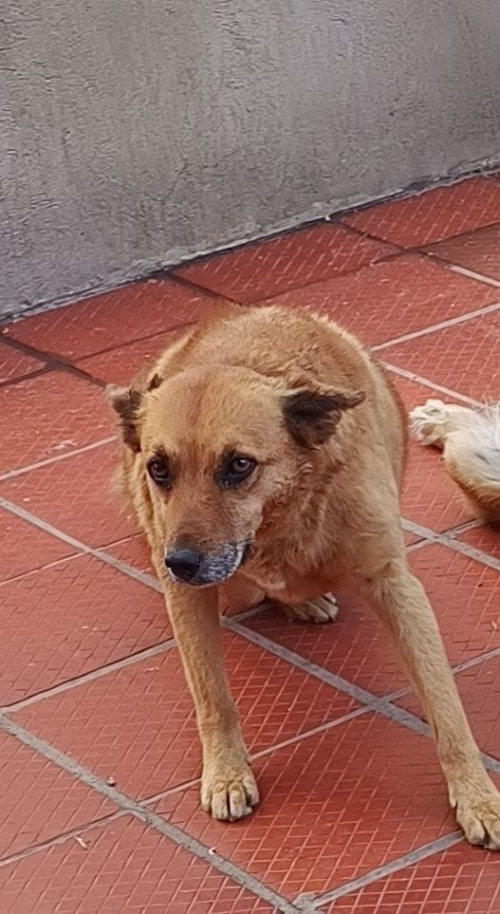 Flaca