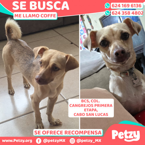 Foto de mascota Coffe
