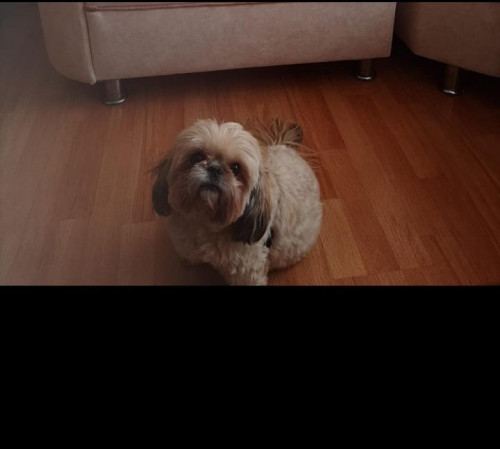 Benji