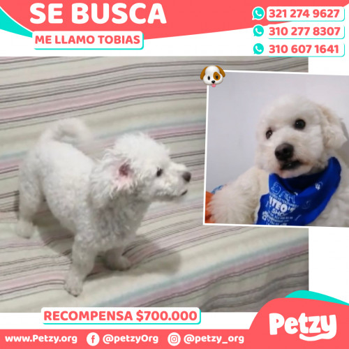 Foto de mascota Tobias