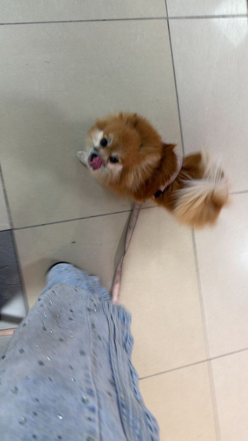 Milu