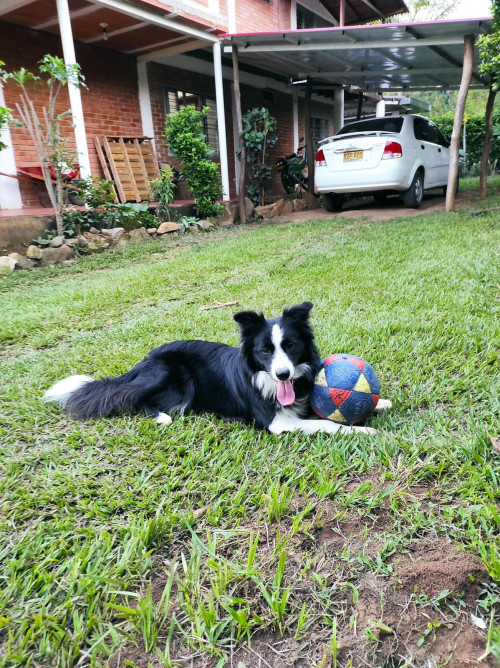 Apolo