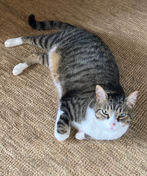 Loki