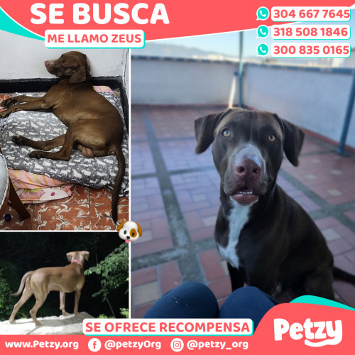 Banner de Zeus