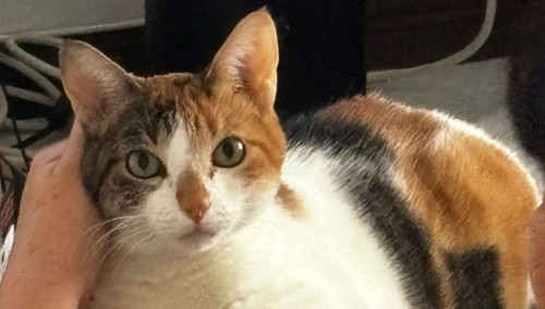 Kitty