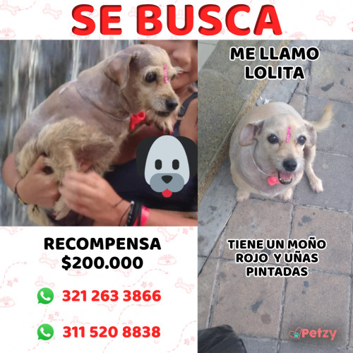 Foto de mascota Lolita