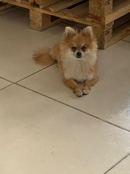 Almendra 