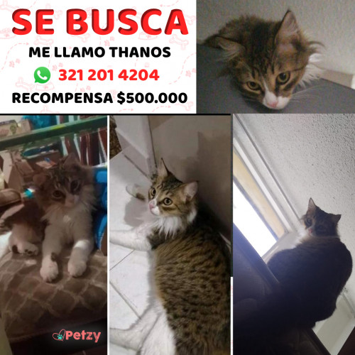 Foto de mascota Thanos