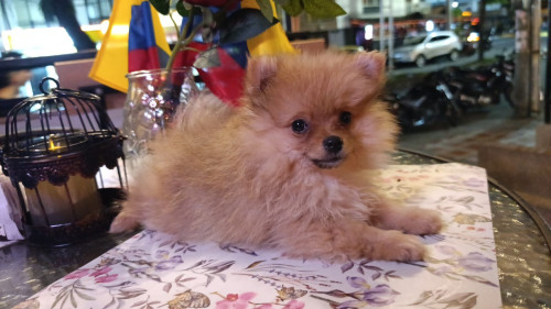 Romeo