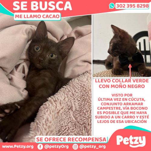 Foto de mascota Cacao