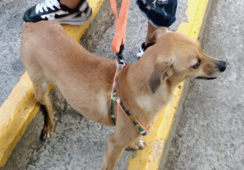 Niña