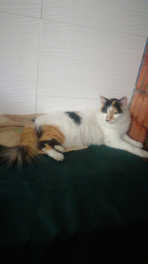 Kity