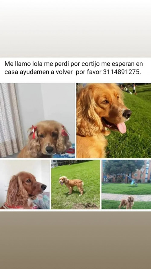 Lola