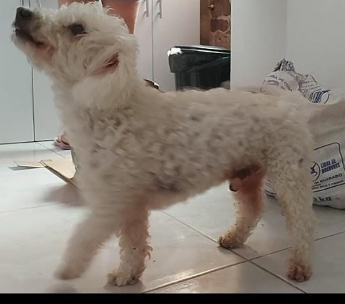 Paco