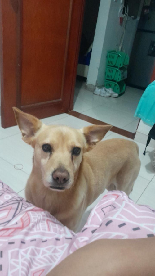 Mateo