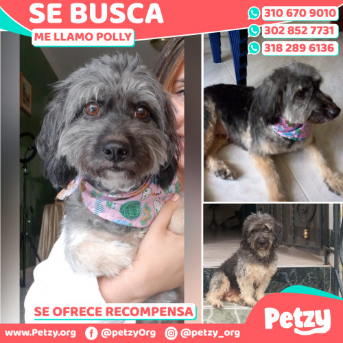 Foto de mascota Polly