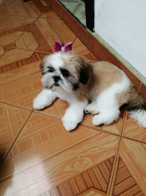 Sacha