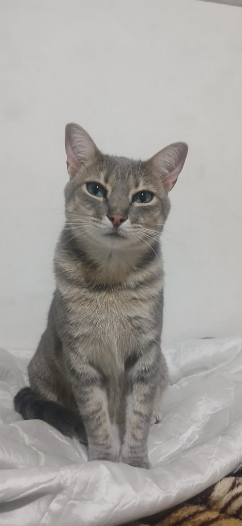 Mili