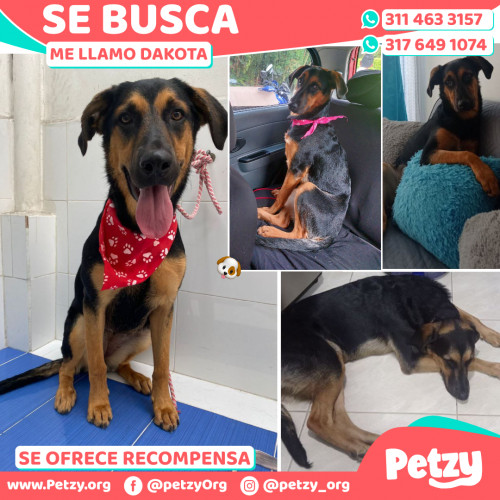 Foto de mascota Dakota