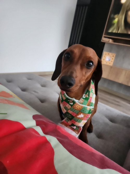 Cosmo